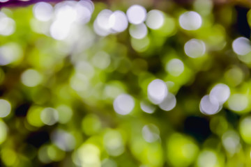 Green , yellow bokeh burry background