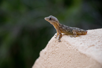 gekko ohne schwanz
