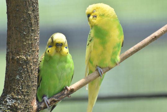 Brilliant Colored Parakeets Sitting on a Tree Branch