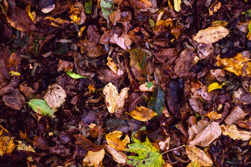 Dry, fallen leaves.