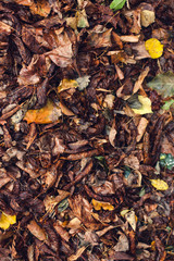 Dry, fallen leaves.