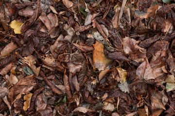 Dry, fallen leaves.