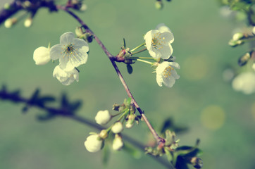 Blossoming of cherry flowers in spring time, natural seasonal floral background