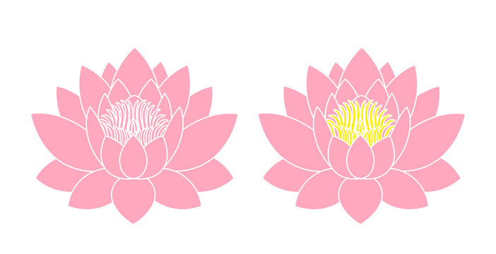 Lotus flower. Isolated lotus on white background