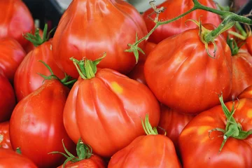 Crédence de cuisine en verre imprimé Ligurie Tomates fraîches du jardin au marché. Solanum lycopersicum Ligurie