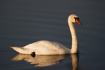 Swan lit by the morning sun
