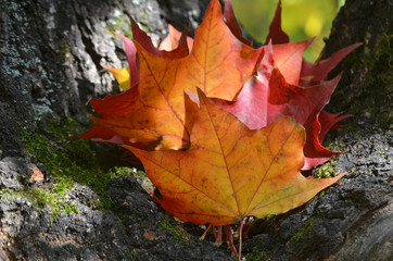 Кленовые листья.