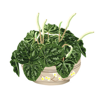The peperomia wrinkled in a cachepot in style Provence
