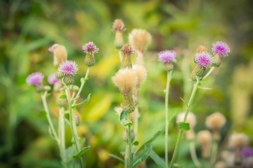 Pink wildflowers in the field with blurry background