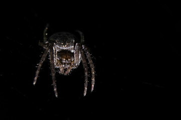 Insect spider on a black background closeup