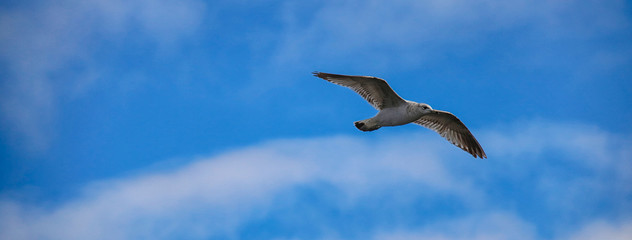 Seagull In Air