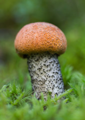 Big edible mushroom.