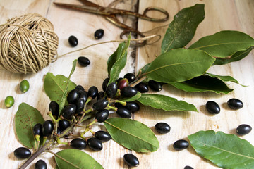 Ein Lorbeerzweig mit Seil und Schere