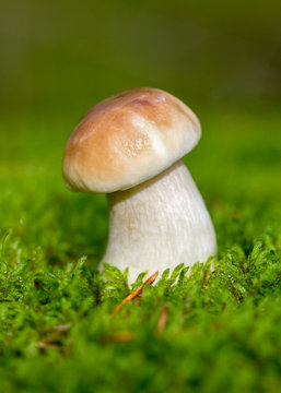 Big edible mushroom.