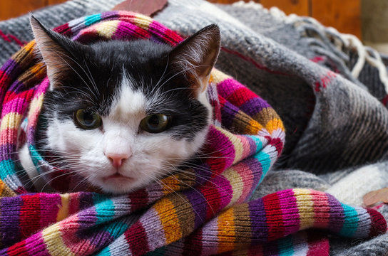Cat wrapped in a warm scarf.