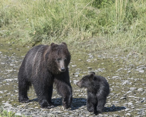 Mama Brown Bear and Cub near Stream