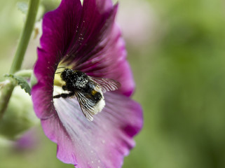 Hummel in Blume