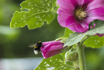 Hummel 