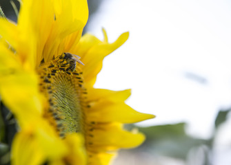 Biene auf Sonnenblume