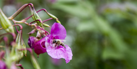 Obraz premium Biene in Blume