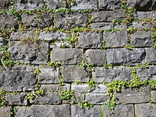 Trockenmauer mit Pflanzen