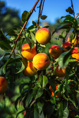 Beautiful ripe peaches on a tree