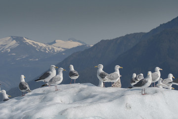 Fototapeta premium Gulls on Iceberg and Mountains