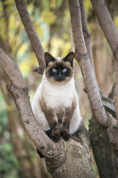 Siamese cat on the tree