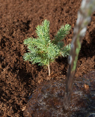 Planting of a fir tree.