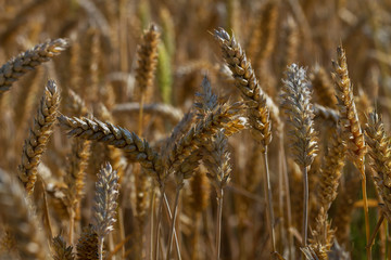 Fototapeta premium Grain wheat growing.