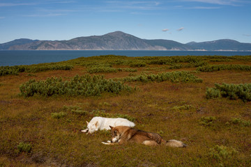 Two dogs lying in the open. The view of the sea. The sea of Okhotsk, Koni Peninsula, Magadan region.