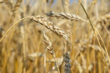 Fototapeta premium organic golden ripe ears of wheat in field
