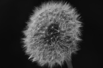 Dandelion Isolated