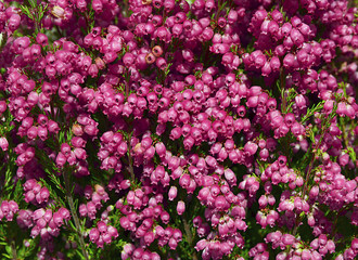 Heather flowers blossom.Erica carnea flowers close up.Floral background.Selective focus.