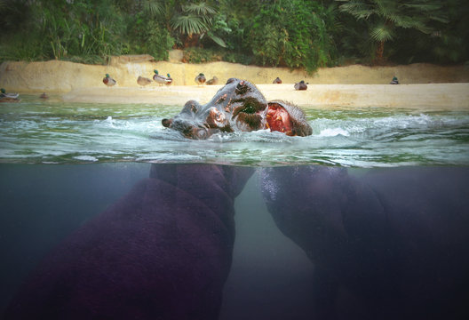 Two african hippos are fighting in the river