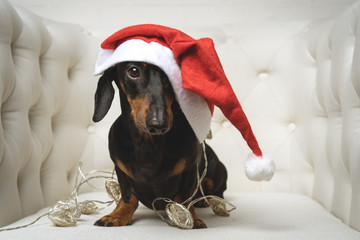 Adorable  dog (puppy) dachshund, black and tan, wearing Santa hat and wrapped in a New Year's garland, ready for Christmas, sits in a white armchair. toned