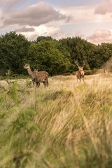 Little Deer Family