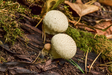 Edible mushrooms Common Puffball, Lycoperdon perlite, macro