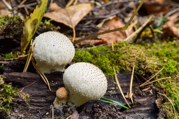 Edible mushrooms Common Puffball, Lycoperdon perlite, macro