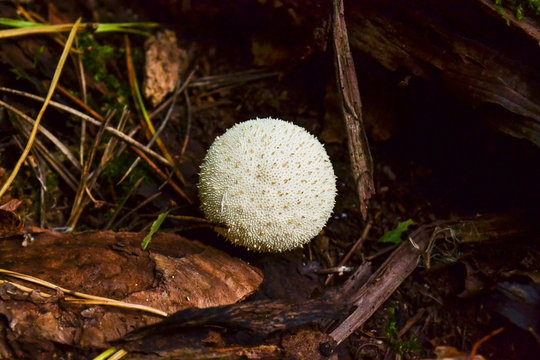 Edible mushroom Common Puffball, Lycoperdon perlite, macro