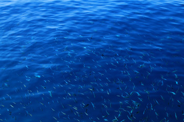Fototapeta na wymiar Shoal of small fish swimming together in Adriatic sea , Croatia