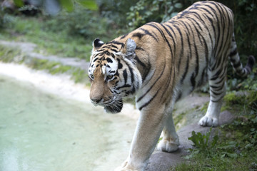 Tigre