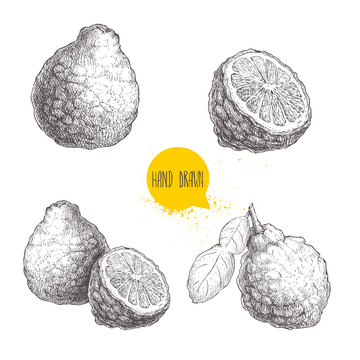 Hand Drawn Sketch Style Bergamot Fruits Set. Kaffir Lime Whole With Leaf  And Half Vector Illustration. Organic Food. Citrus Collection Isolated On White Background.