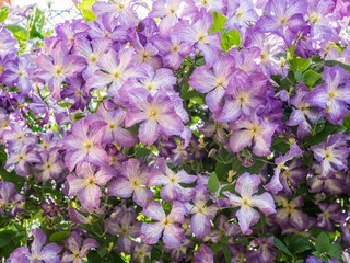 A Jackmanii Clematis completely covering a shepherds hook in a woodland garden.