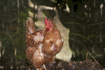 A hen outside the henhouse.