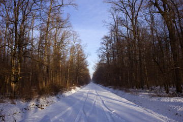 Winter landscape in Turopolje forest, Croatia