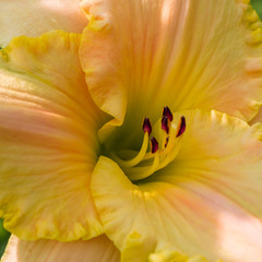 Beautiful hemerocallis, yellow flower