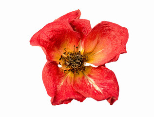 dry red rose on a white background