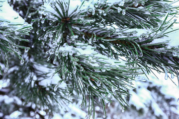 branches of spruce covered with ice after icerain