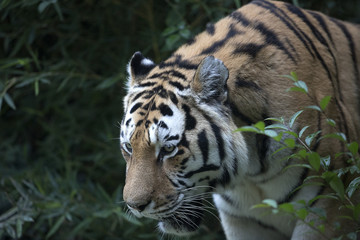 Obraz premium il ruggito della tigre